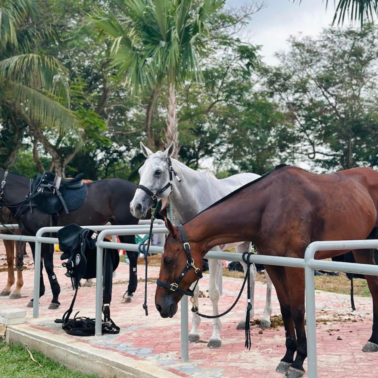 Image for 8 Best Horse Riding Spots & Clubs For Horse Riding In Melaka