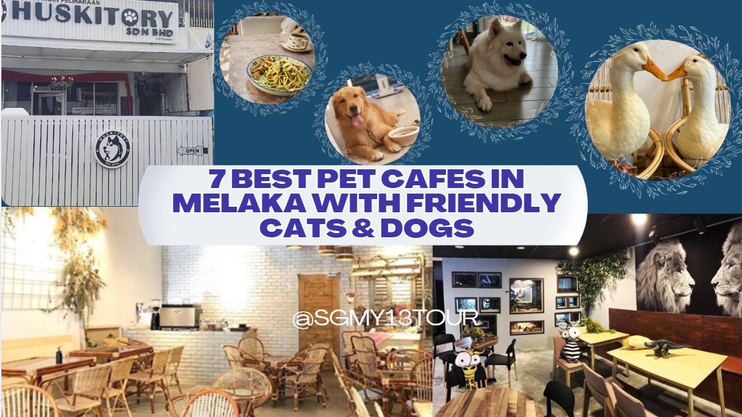 Image for 7 Best Pet Cafes In Melaka With Friendly Cats & Dogs